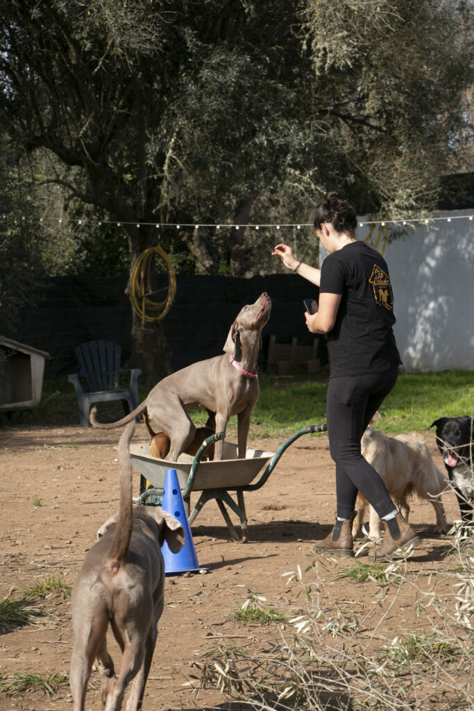 Fotografia Cão Caiado Dog School